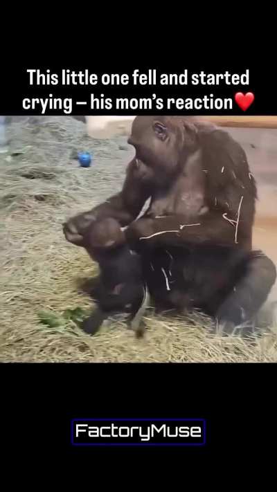 A baby monkey takes a tumble and burst into tears