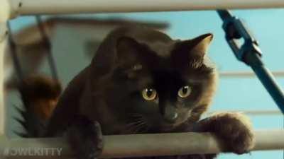 This guy just inserted his cat in Titanic