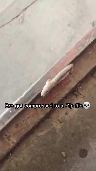 21st Century Zip File