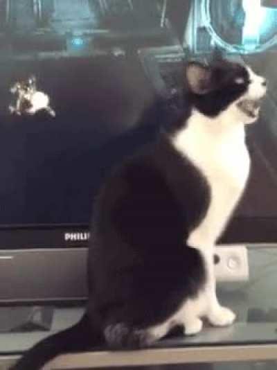 BIrd ABSoLuTELY WrecKS LoCaL WiLDLIfe