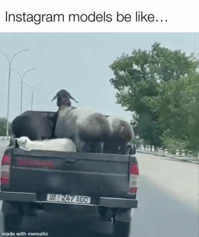 The way you shake it