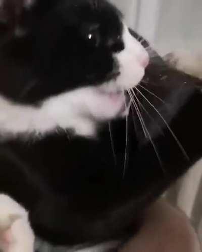 GET YA OWN HOOMAN!!!!