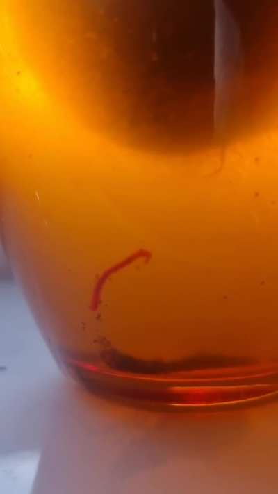 Put an avocado pit in a glass of water a couple of weeks ago to try and grow it and this little fella appeared in the glass today, any ideas?