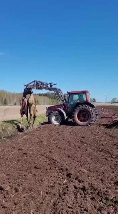 Something blocked the flow on the ditch and found 2 moose tangeld together from antlers