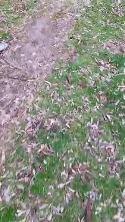 Pepper is so proud of his big boy stick 🤎