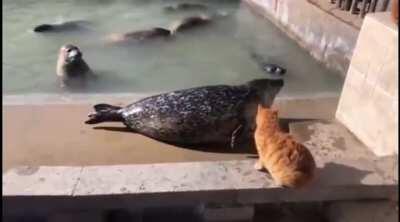 Cat slaps a seal