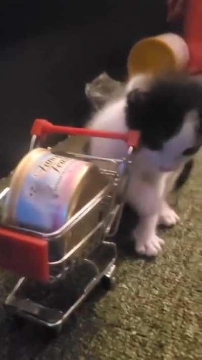 cat of the day 39 (shop