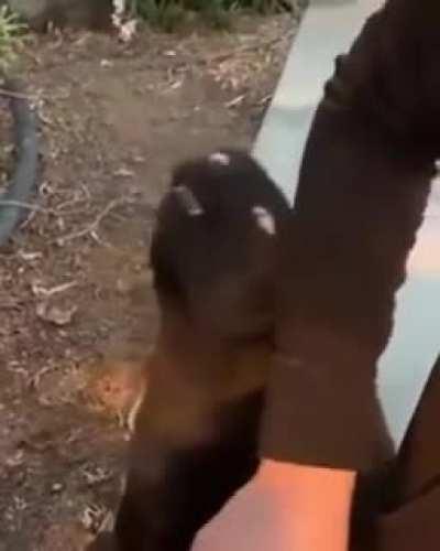 Cat communicating with aliens