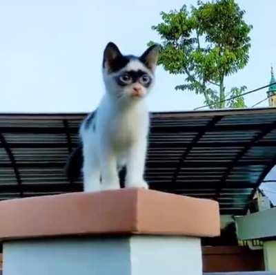 What's the name of this kitty?