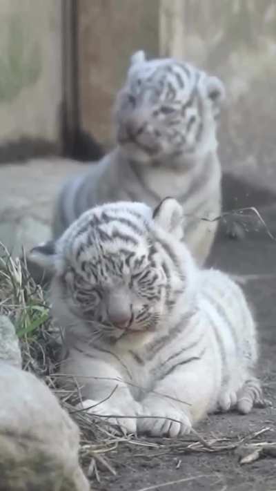 Baby White Tiger