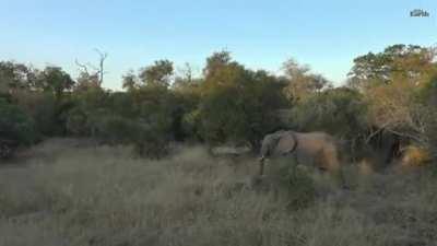 Baby Elephant And His Mom Being Cute