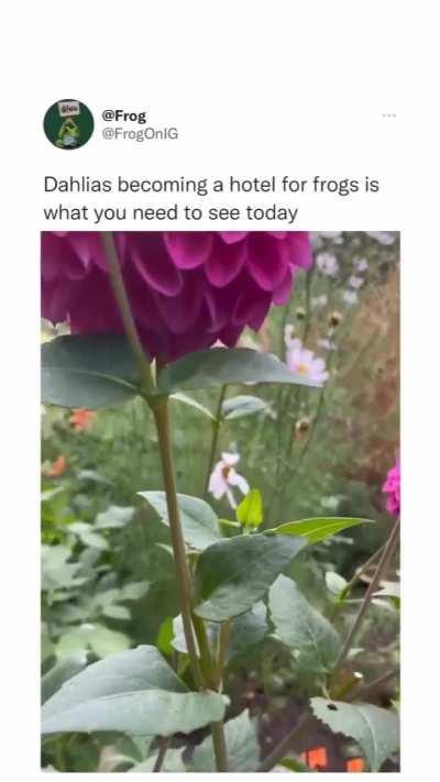 Hotels for frogs