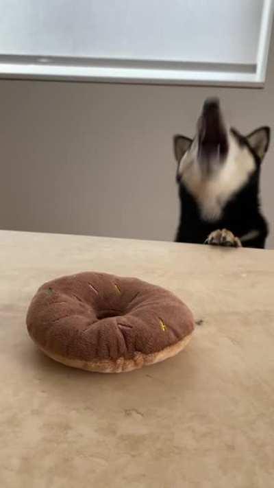 hangry, hangry shiba (sound on 🔈) @sadetheshiba