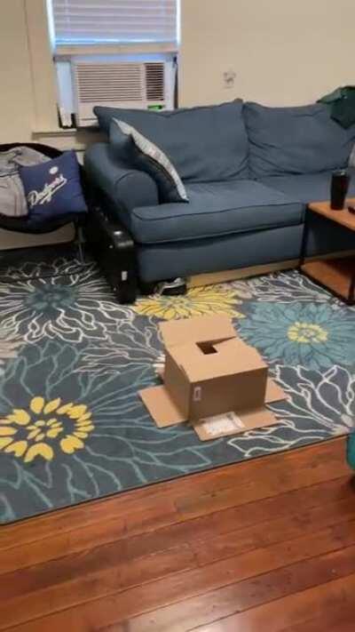 She got stuck in her box lmao (watch until the end)
