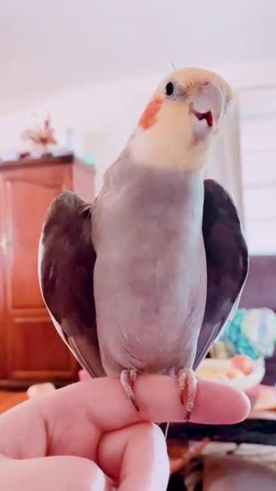 Meow birb