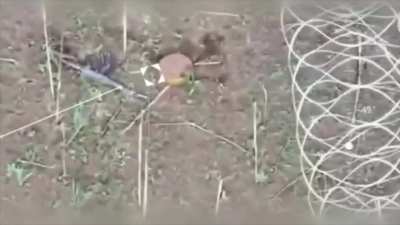 Russian Soldier gets stuck In barbwire who tried to infiltrate Egoza Barrier in Pokrovsk gets blown up by FPV