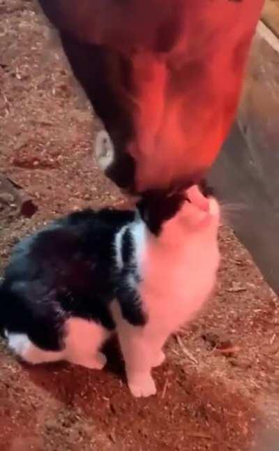 Cat wash time 🐱😻