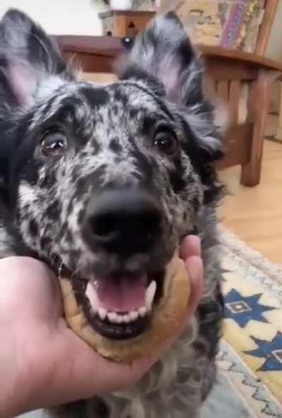 Good boi makes a sandwich