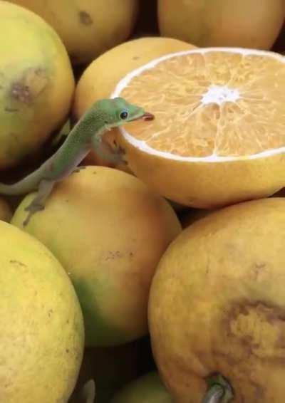 A tiny lizard licking an orange