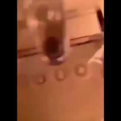 The Real-Life Phoenix