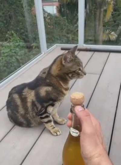 caT sTRuCK by moRtaR fIRE in hoRriFic dIsPlAy OF brUTaLITY