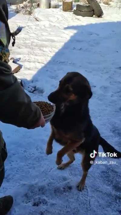 A Ukrainian soldier feeds stray animals in Ukraine, he does this regularly