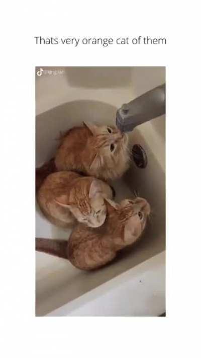 Remember to water your 🍊s regularly