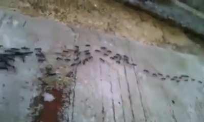 Ants transporting a hot dog