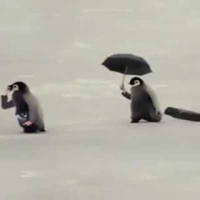 If Animals had Human arms and habits