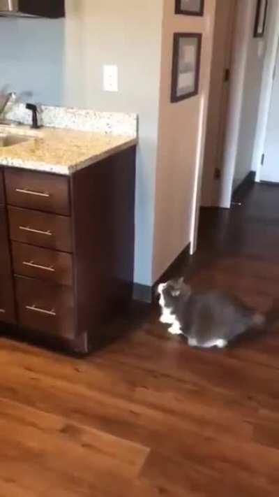 Ambitious chonk makes an attempt
