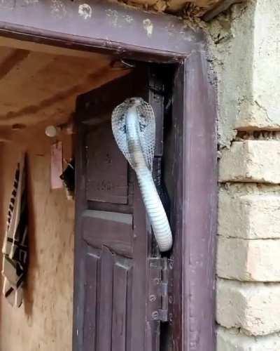 You're trying to go home and get greeted by this Indian cobra