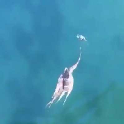 To escape from an octapus