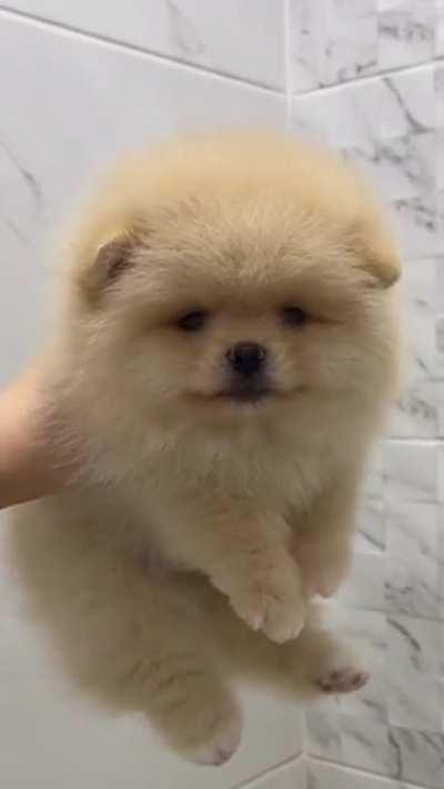 Just a Cute Puppy... or is it?