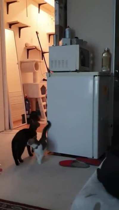 Mother cat takes down stuck toy so kitten can play with it again