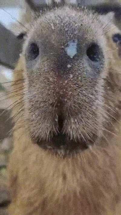 The capybara and her beloved master spend time together )
