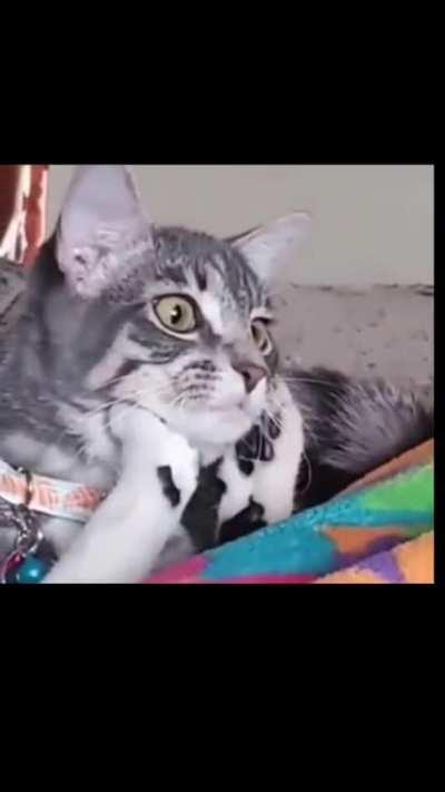 Cats being cats 😾🐱