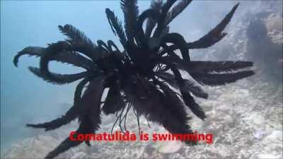 A swimming Comatulida
