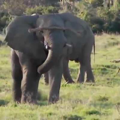 Elephant using a branch to confuse and ward off a rhino.