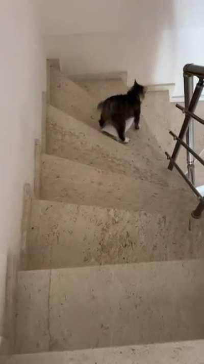 My cat’s hobbies include stealing bath mats twice her size & dragging them down the stairs