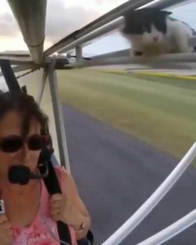 This is DFV during all the highs and lows, DIAMOND 💎 CAT 🐱