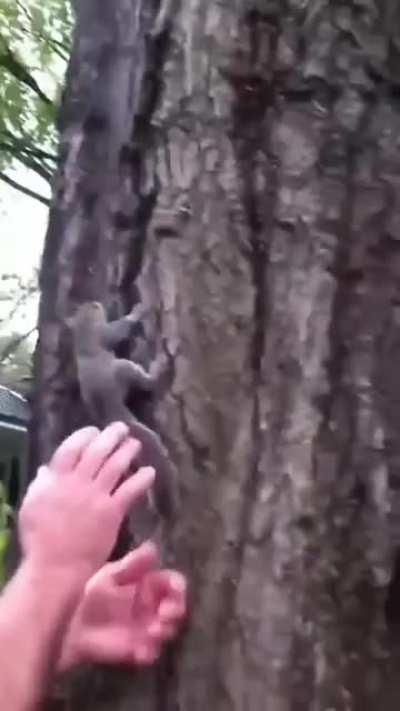 Man releases squirrel he raised