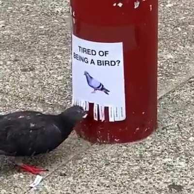 The government wants to find the man responsible for rogue drones