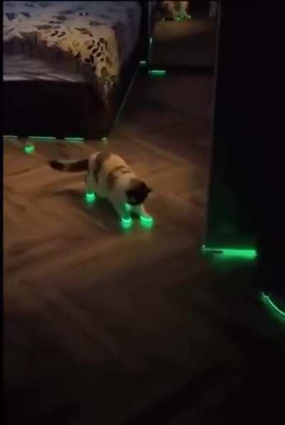I don’t think he fully understands what’s going on.
