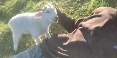 Cute little Lamb wants attention!!😌