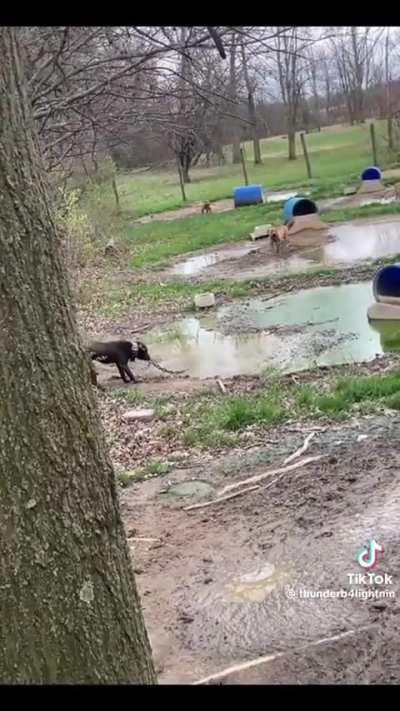 Someone please rescue them