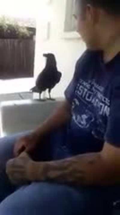 Crow, bringer of wisdom