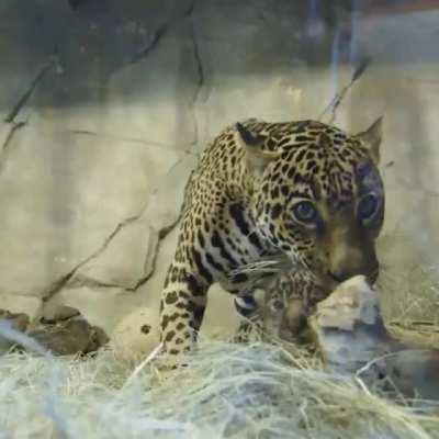 Bigcat family is spending some time