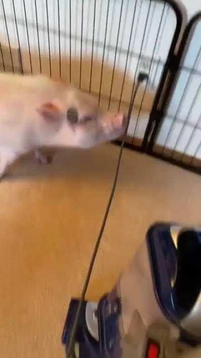 “Stop making all that noise Human!” -Arnold