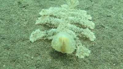 Melibe viridis feeding with its expandable net-like oral hood