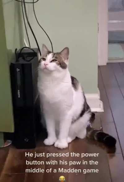 Cat shuts off gaming console in middle of the game!